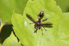 Physocephala furcillata