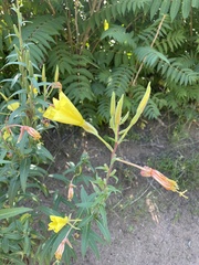 Oenothera elata