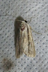 Catabenoides