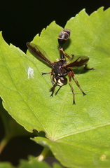 Physocephala furcillata