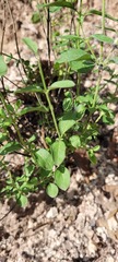 Trichostema arizonicum