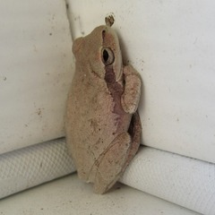 Hyla femoralis