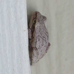 Hyla femoralis