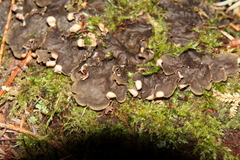 Peltigera canina
