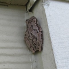 Hyla femoralis