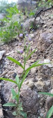 Hebecarpa barbeyana