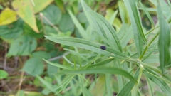 Asteromyia euthamiae