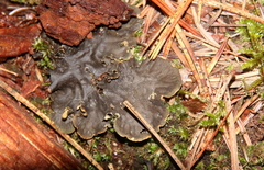 Peltigera canina