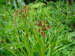 Cyperaceae