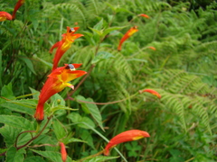 Siphocampylus longipedunculatus