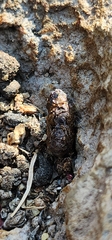 Sceloporus occidentalis