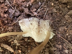 Mycena galericulata
