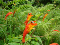 Siphocampylus longipedunculatus