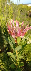 Protea compacta