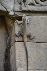 Laudakia tuberculata