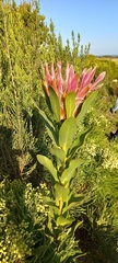 Protea compacta