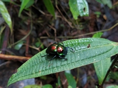 Deltochilum hypponum
