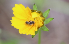 Lasioglossum leucozonium