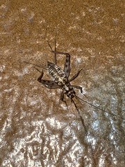 Gryllomorpha dalmatina