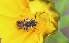 Lasioglossum leucozonium