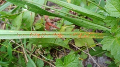 Puccinia coronata