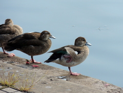 Callonetta leucophrys