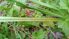 Puccinia coronata