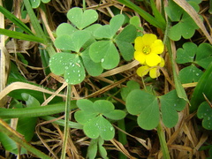 Oxalis confertissima