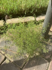 Apiaceae
