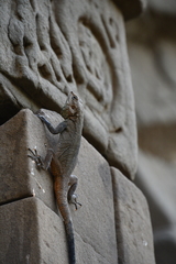 Laudakia tuberculata