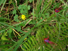 Oxalis confertissima