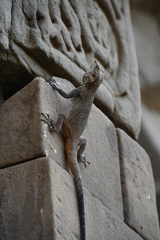 Laudakia tuberculata