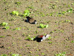 Callonetta leucophrys