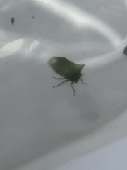 Stictocephala bisonia