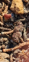 Sceloporus occidentalis