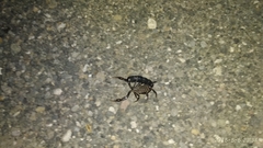 Androctonus crassicauda