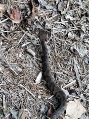 Agkistrodon piscivorus