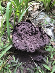 Pisolithus arhizus