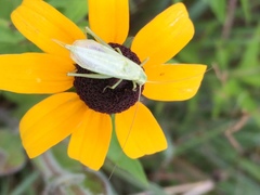 Oecanthus quadripunctatus