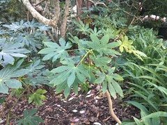 Fatsia japonica