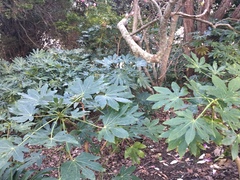 Fatsia japonica
