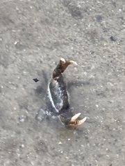 Rhithropanopeus harrisii