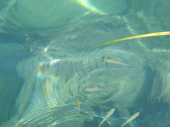Actinopterygii