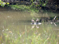 Callonetta leucophrys