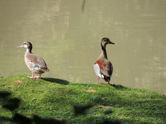 Callonetta leucophrys