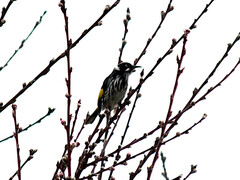 Phylidonyris novaehollandiae