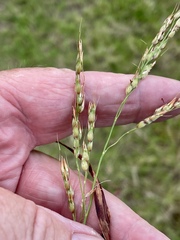 Sorghum