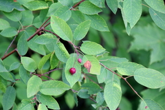 Amelanchier bartramiana