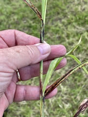 Sorghum