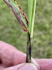 Sorghum